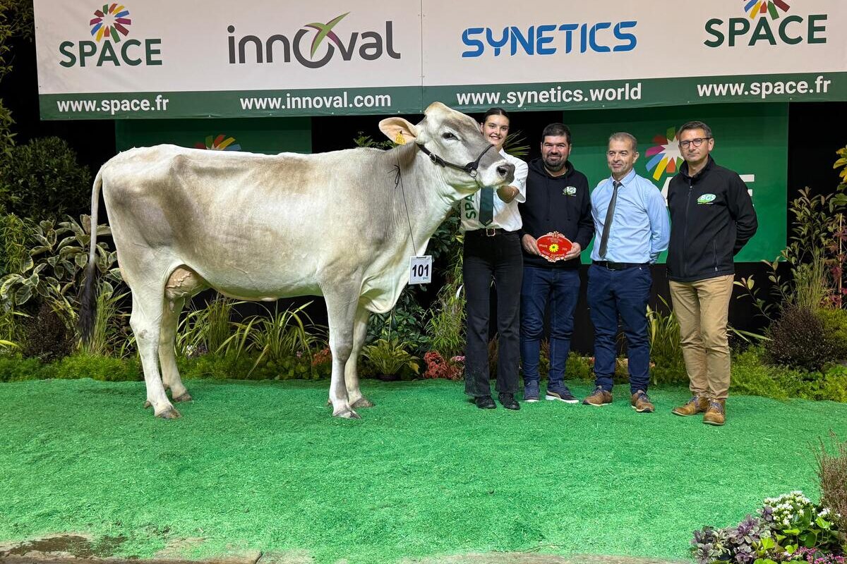 Une vache de race Brune sur le podium d'un concours, avec des éleveurs - Illustration Susette, la plus complète