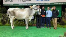 Une vache de race Brune sur le podium d'un concours, avec des éleveurs