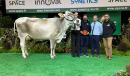 Une vache de race Brune sur le podium d'un concours, avec des éleveurs