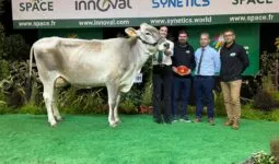 Une vache de race Brune sur le podium d'un concours, avec des éleveurs