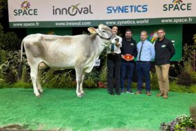 Une vache de race Brune sur le podium d'un concours, avec des éleveurs