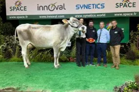 Une vache de race Brune sur le podium d'un concours, avec des éleveurs