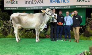 Une vache de race Brune sur le podium d'un concours, avec des éleveurs