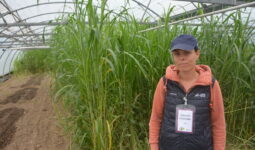 Une personne devant du sorgho dans une serre