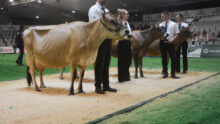 Des vaches avec leurs éleveurs sur un podium de concours