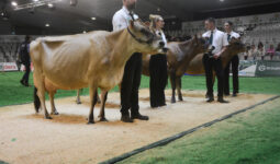 Des vaches avec leurs éleveurs sur un podium de concours