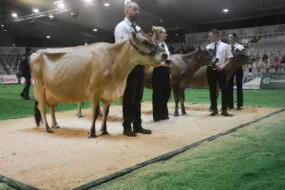 Des vaches avec leurs éleveurs sur un podium de concours