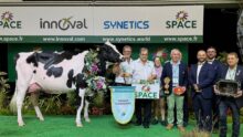 Une vache de race Holstein sur le podium d'un concours accompagnés d'un groupe de personnes