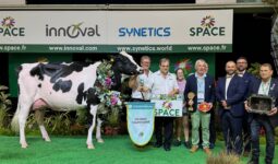 Une vache de race Holstein sur le podium d'un concours accompagnés d'un groupe de personnes