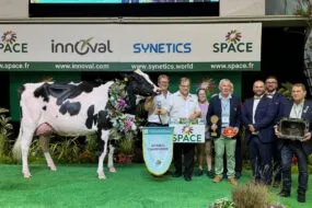 Une vache de race Holstein sur le podium d'un concours accompagnés d'un groupe de personnes