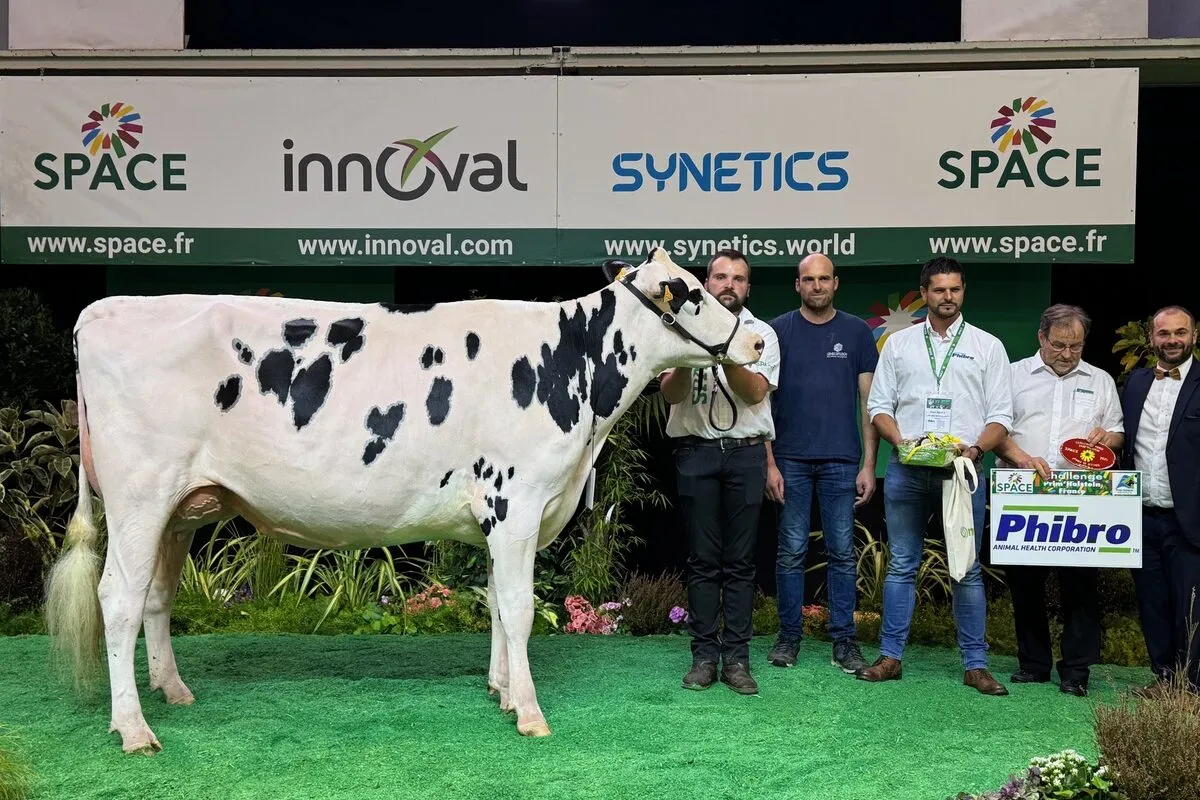 Une vache de race Holstein sur le podium d'un concours accompagnés d'un groupe de personnes - Illustration Les Holstein du Finistère ont brillé au Space