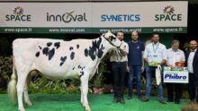 Une vache de race Holstein sur le podium d'un concours accompagnés d'un groupe de personnes