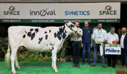 Une vache de race Holstein sur le podium d'un concours accompagnés d'un groupe de personnes