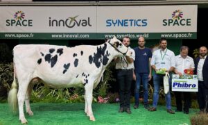 Une vache de race Holstein sur le podium d'un concours accompagnés d'un groupe de personnes