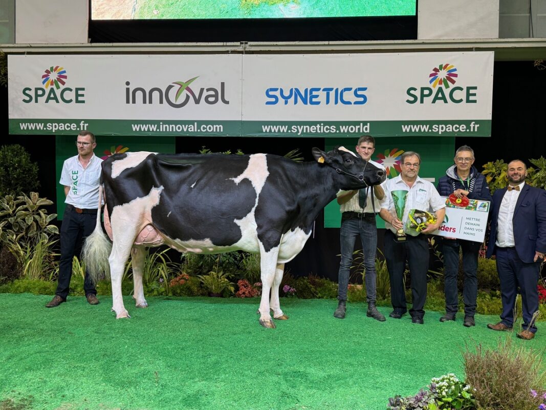 Prix de section 4B pour Saluden Perth (Pharo x Boastful), au Gaec de Kerguelvez à Mespaul.