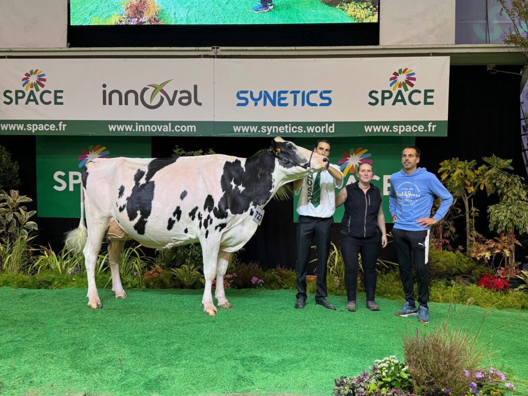 Prix de section des 5e lactation pour O Missy (Chief Stan x Spring Wes), au Gaec de Pen Ar Roz à Douarnenez.