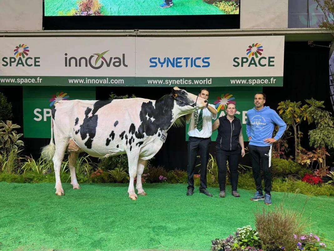 Prix de section des 5e lactation pour O Missy (Chief Stan x Spring Wes), au Gaec de Pen Ar Roz à Douarnenez.