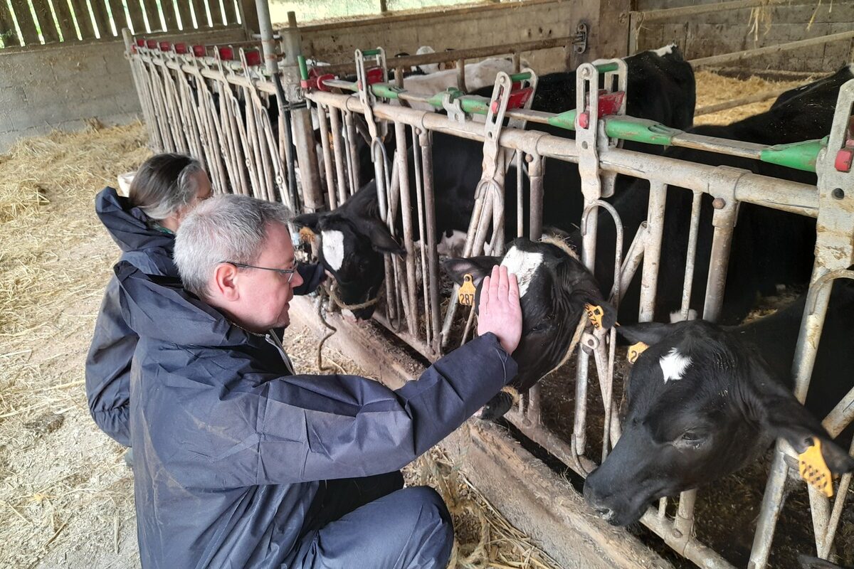 Une homme caresse la tête d'un veau de race Holstein dans un élevage. - Illustration Une semaine pour promouvoir les métiers agricoles