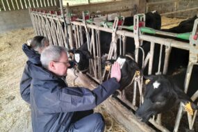 Une homme caresse la tête d'un veau de race Holstein dans un élevage.