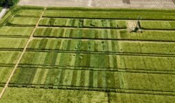 Vue aérienne de parcelles d'essai de semences d'orge