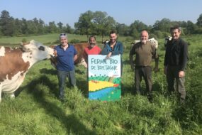 Un groupe de personnes dans un champ avec des vaches
