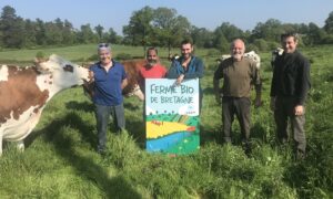 Un groupe de personnes dans un champ avec des vaches