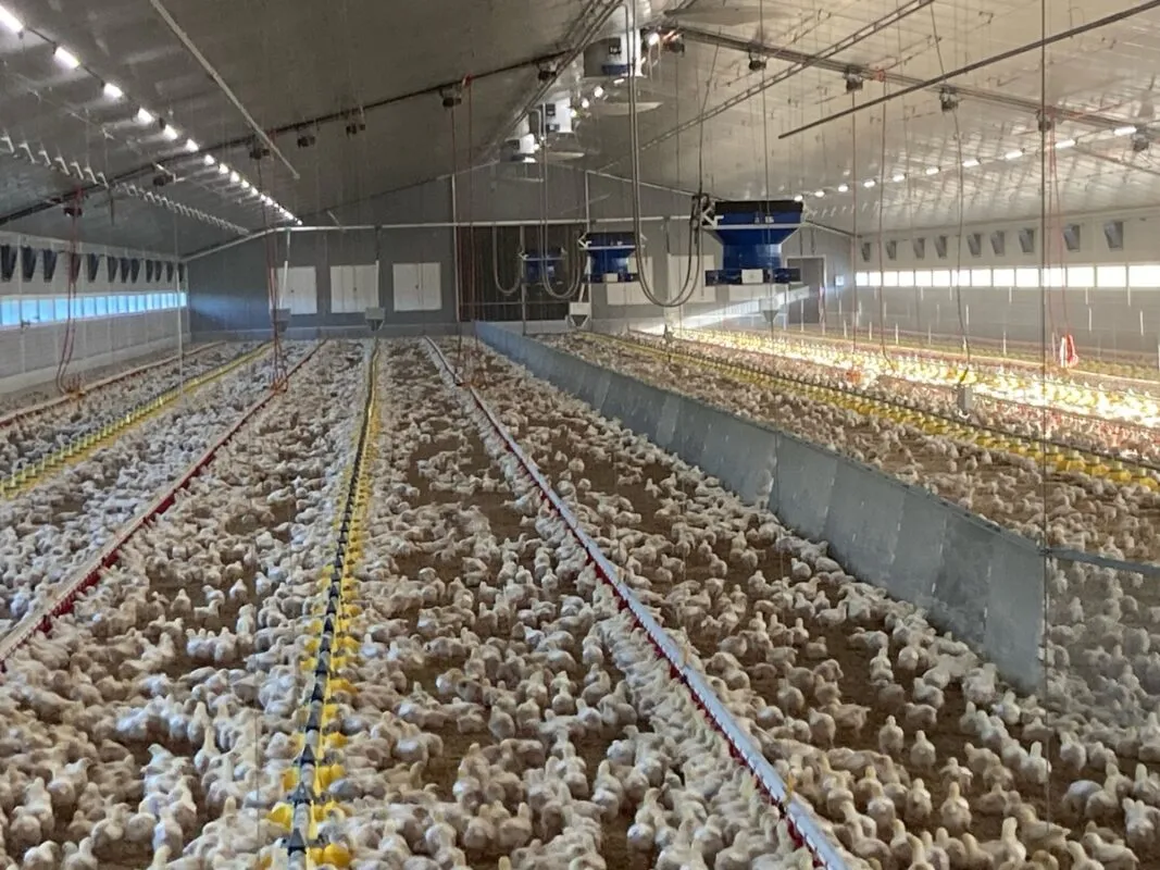 La séparation mâles/femelles se fait sur la longueur du poulailler.