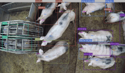 Vue d'une caméra 360° installée au plafond du bâtiment d'élevage de porc