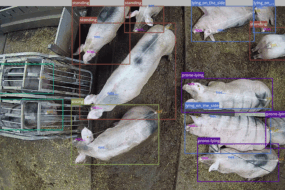 Vue d'une caméra 360° installée au plafond du bâtiment d'élevage de porc