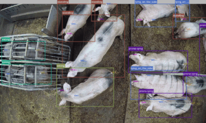 Vue d'une caméra 360° installée au plafond du bâtiment d'élevage de porc