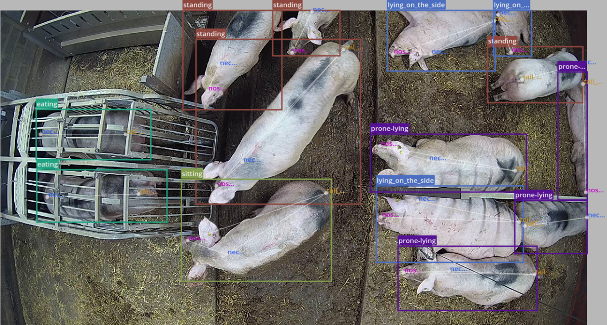 Vue d'une caméra 360° installée au plafond du bâtiment d'élevage de porc - Illustration L’IA au service des éleveurs
