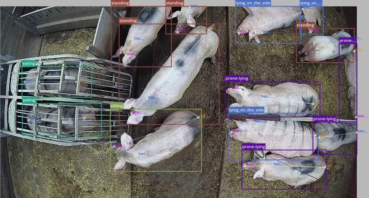 Vue d'une caméra 360° installée au plafond du bâtiment d'élevage de porc - Illustration L’IA au service des éleveurs