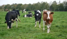 vaches au pâturage avec des haies en arrière plan