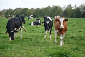 vaches au pâturage avec des haies en arrière plan