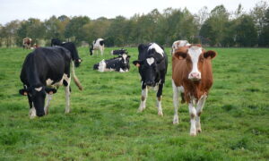 vaches au pâturage avec des haies en arrière plan