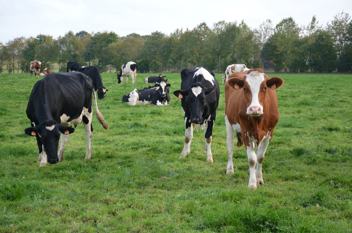 vaches au pâturage avec des haies en arrière plan - Illustration L’avenir de l’élevage passe par l’herbe
