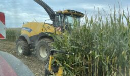 Une ensileuse au travail dans un champ de maïs