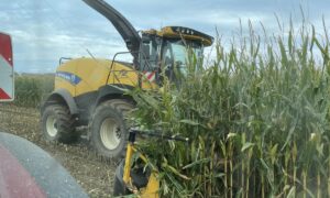 Une ensileuse au travail dans un champ de maïs