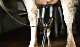 Gros plan sur des mamelles de vaches avec des trayons