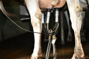 Gros plan sur des mamelles de vaches avec des trayons