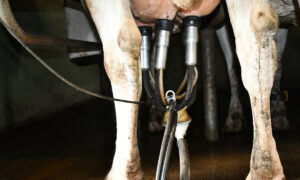Gros plan sur des mamelles de vaches avec des trayons