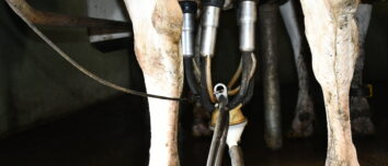 Gros plan sur des mamelles de vaches avec des trayons