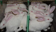Des lapins entassés dans une cage