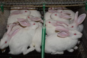 Des lapins entassés dans une cage