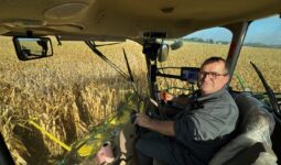 Un homme au volant d'une ensileuse dans une parcelle de maïs.