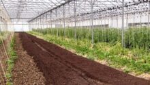 Intérieur d'une serre avec su compost sur une partie du sol