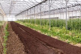 Intérieur d'une serre avec su compost sur une partie du sol