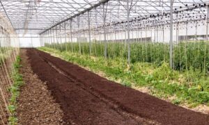 Intérieur d'une serre avec su compost sur une partie du sol