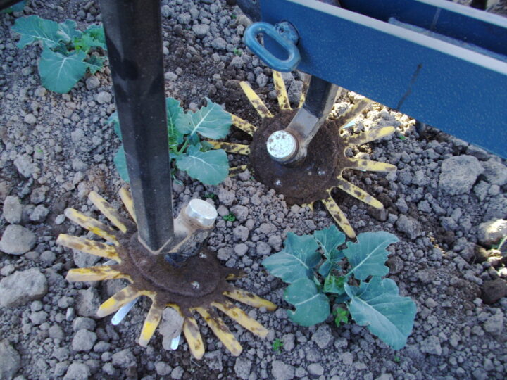 Gros plan sur une bineuse au travail sur un rang de choux