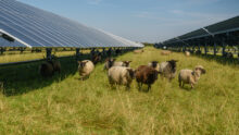 Des moutons dans un champ avec des panneaux photovoltaïque